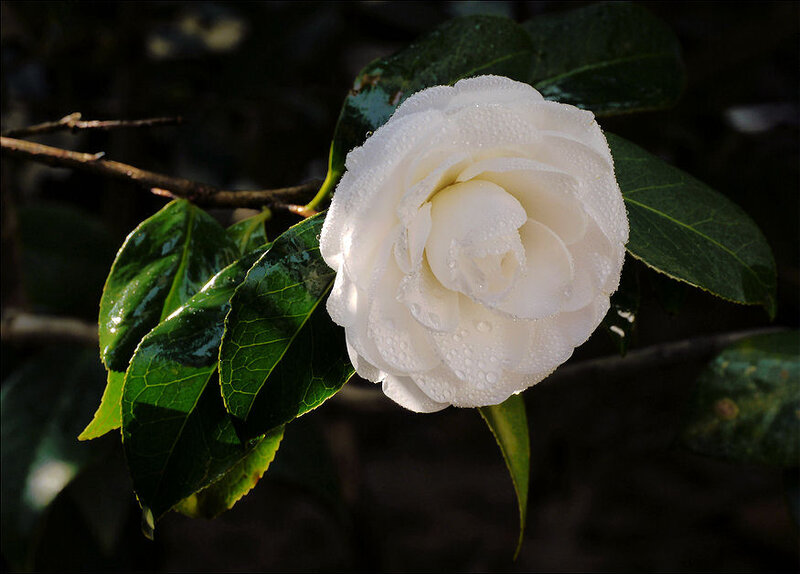 White Camellia Flower — Serene, Morning