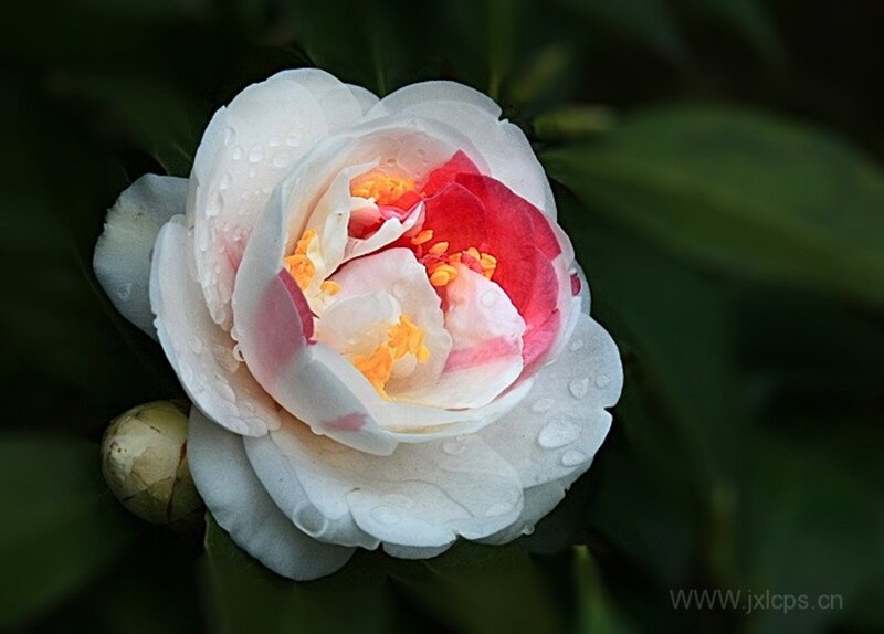 White Camellia Flower — Serene, Photograph, Bud