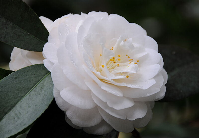 White Camellia Flower — Serene, Photograph, Leaf