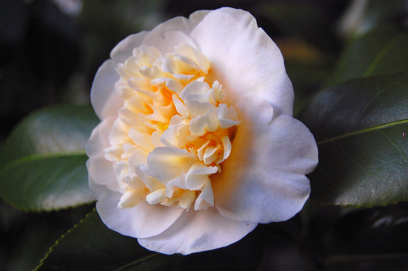 White Camellia Flower — Serene, Photograph