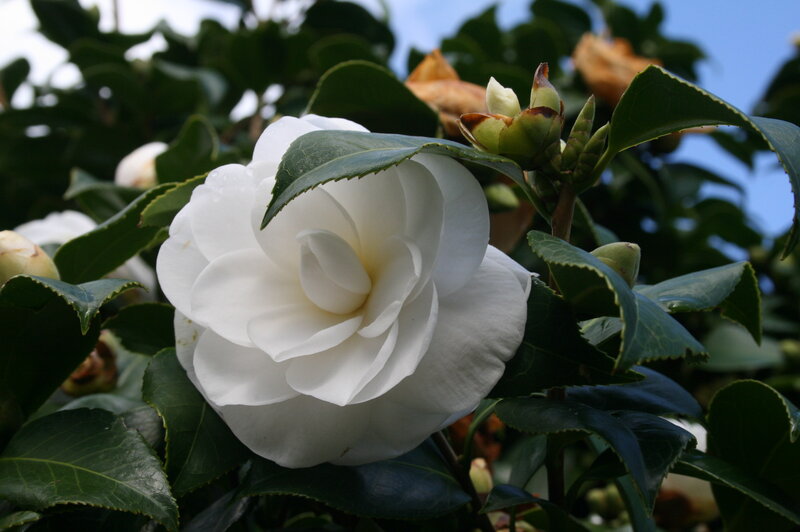White Camellia Flower — Serene, Spring