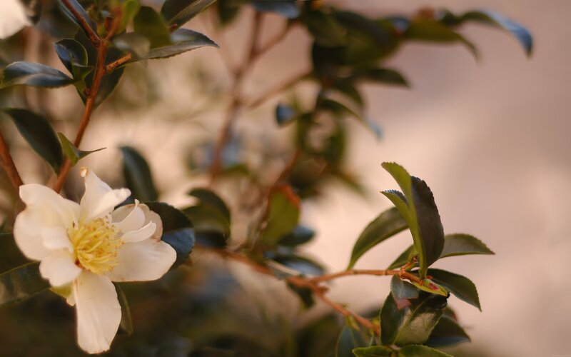 White Camellia Flower — Serene, Sunset