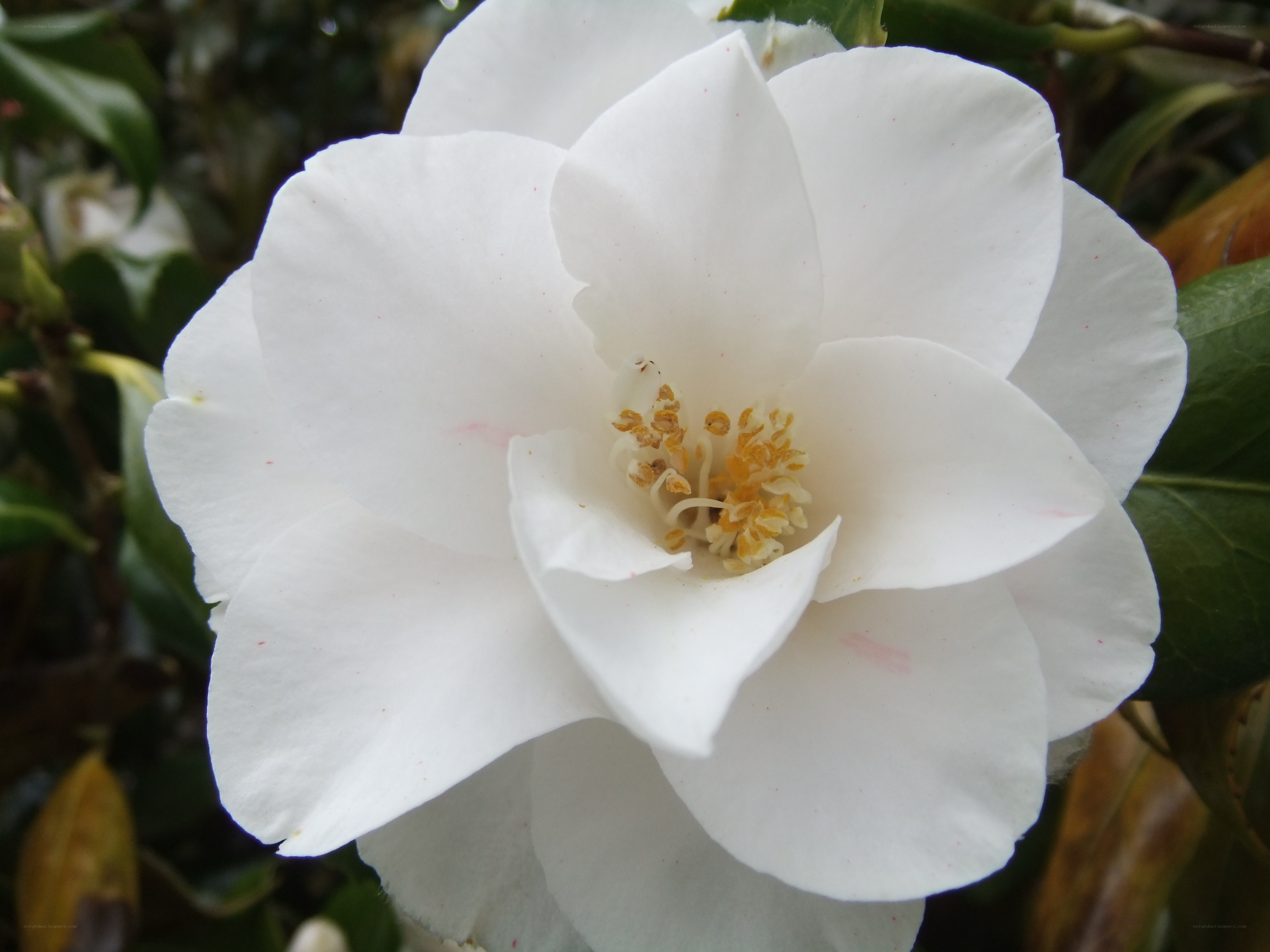 white camellia flower