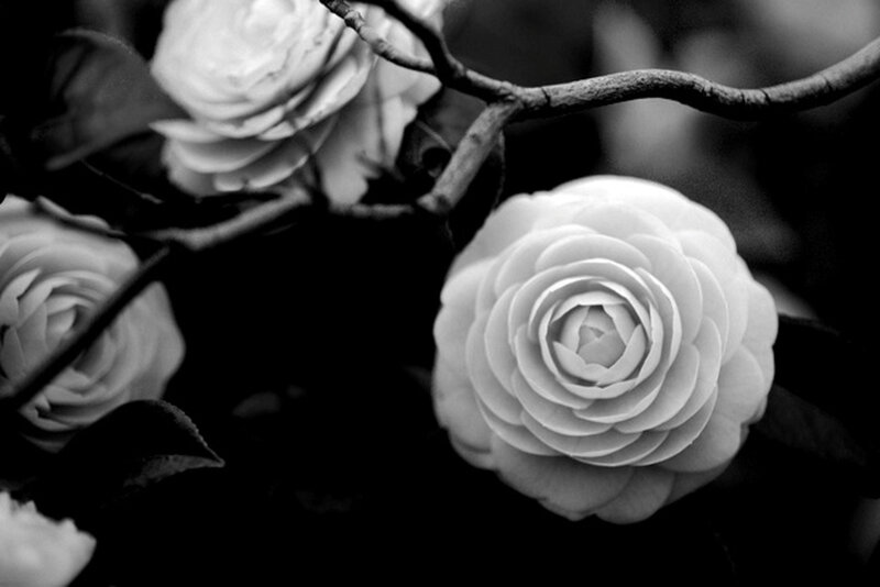 White Camellia Flowers — Black