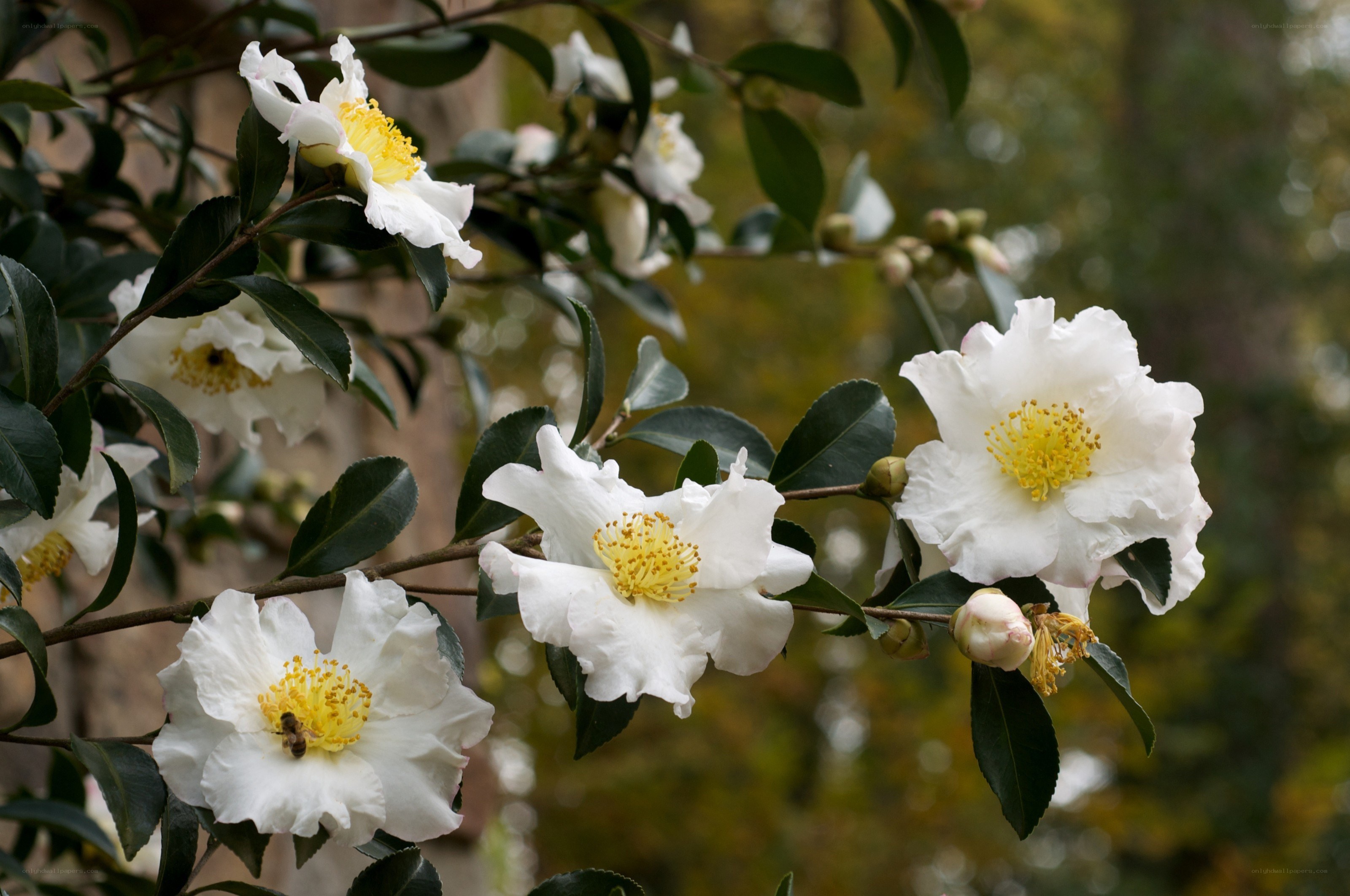 white camellia flowers in bloom