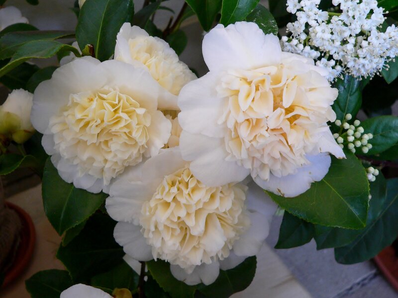 White Camellia Flowers — Serene, Photograph, Green Leaves