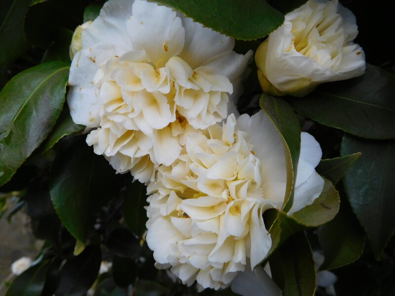 White Camellia Flowers — Serene, Photograph