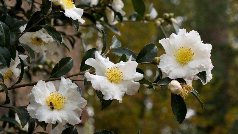 White Camellia Flowers — Serene, Spring