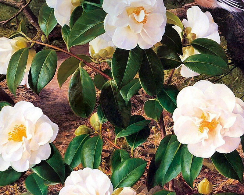 White Camellia Flowers — Serene