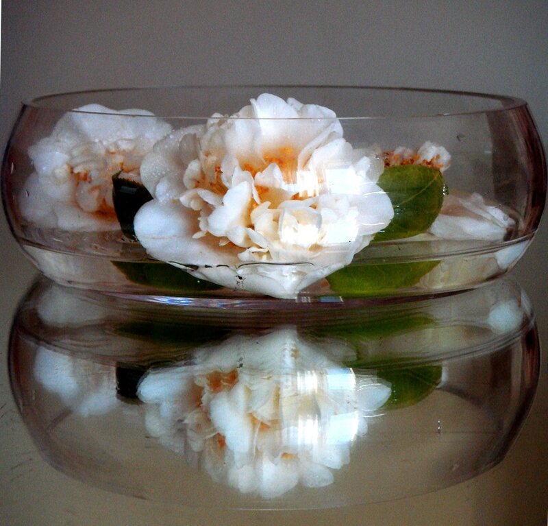 White Camellia Flowers
