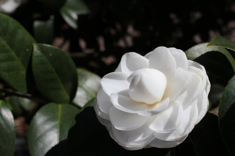 White camellia in sunlight
