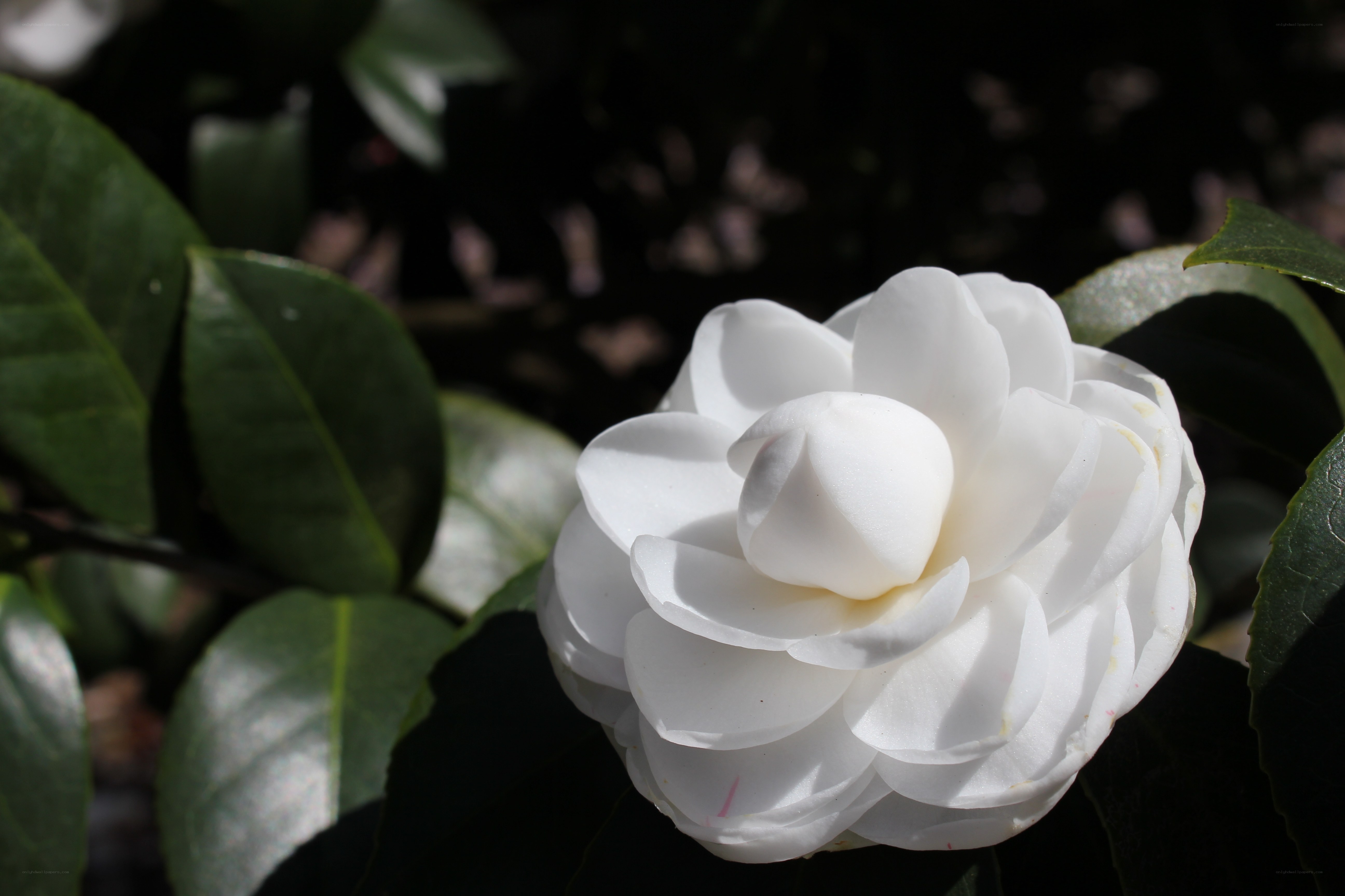 White camellia in sunlight