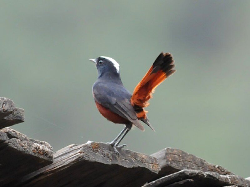 White-capped Redstart Bird