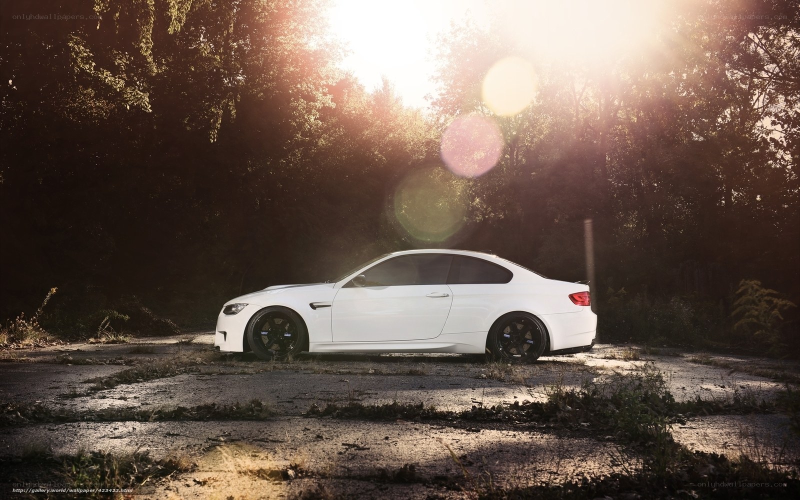 white car in forest at sunset