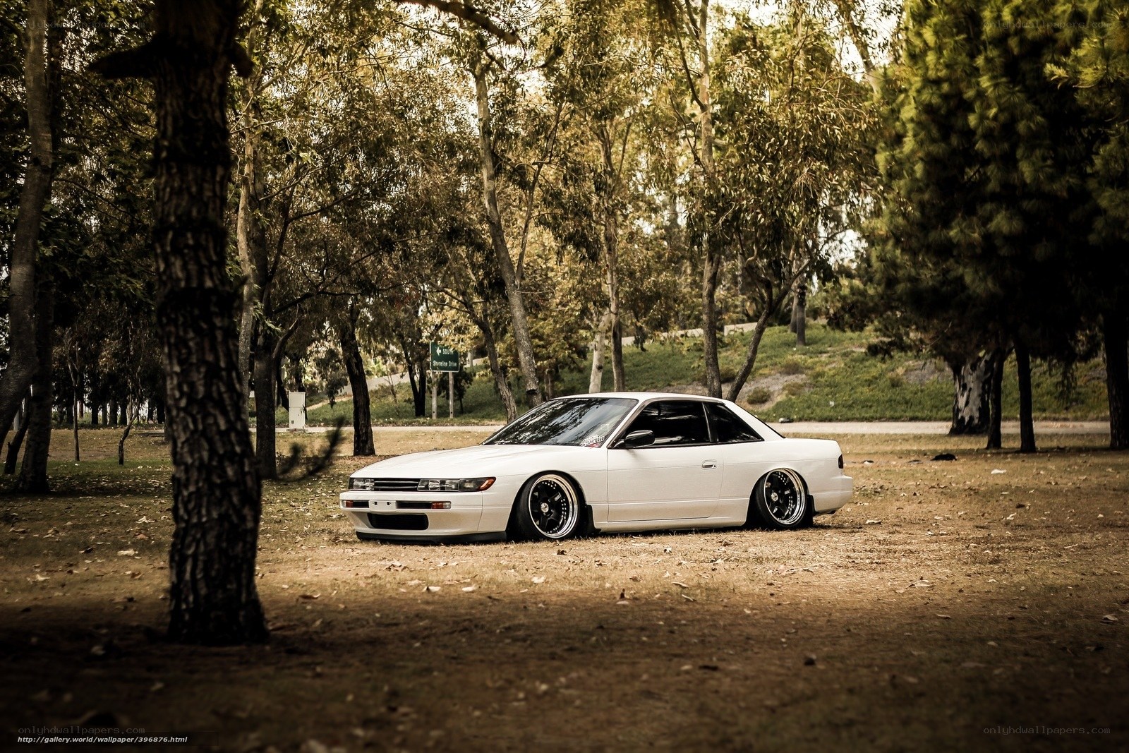 White car in forest park