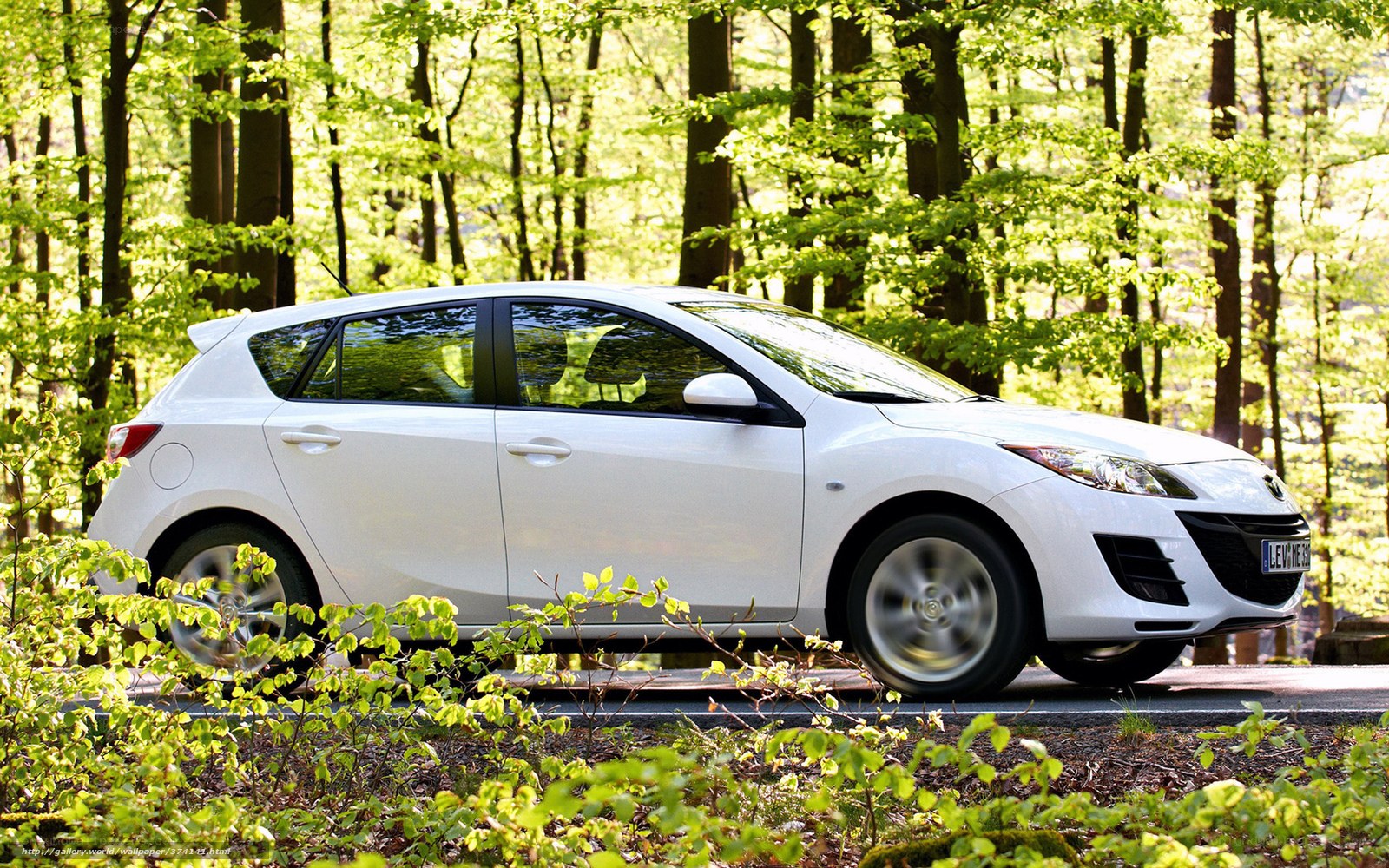 White car in forest