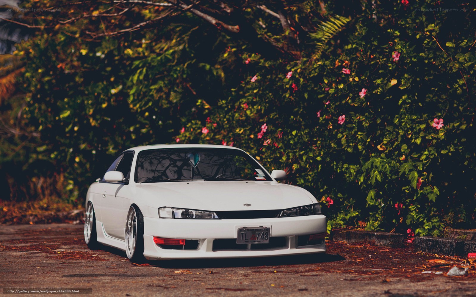 white car in garden