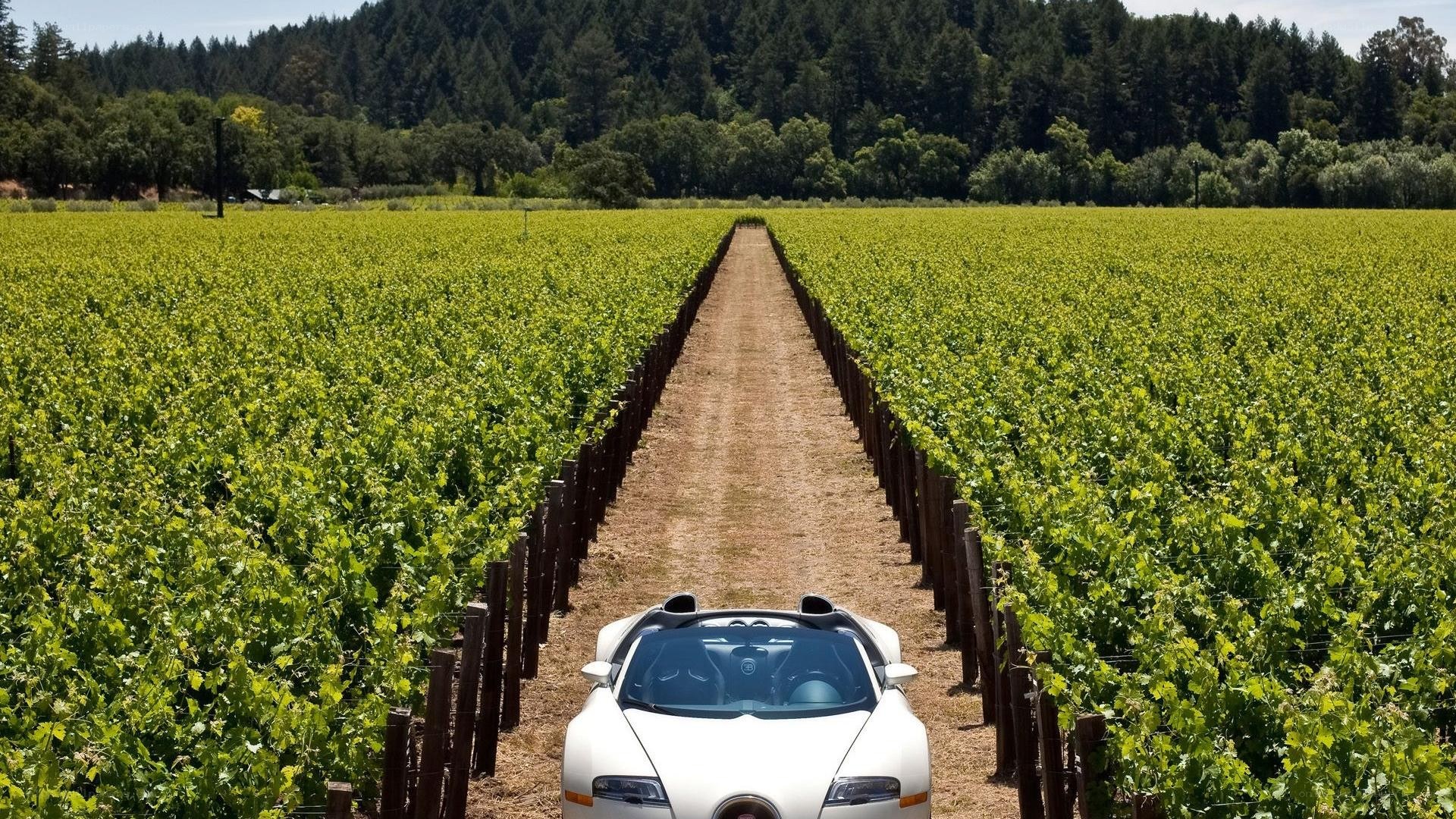 White car in vineyard