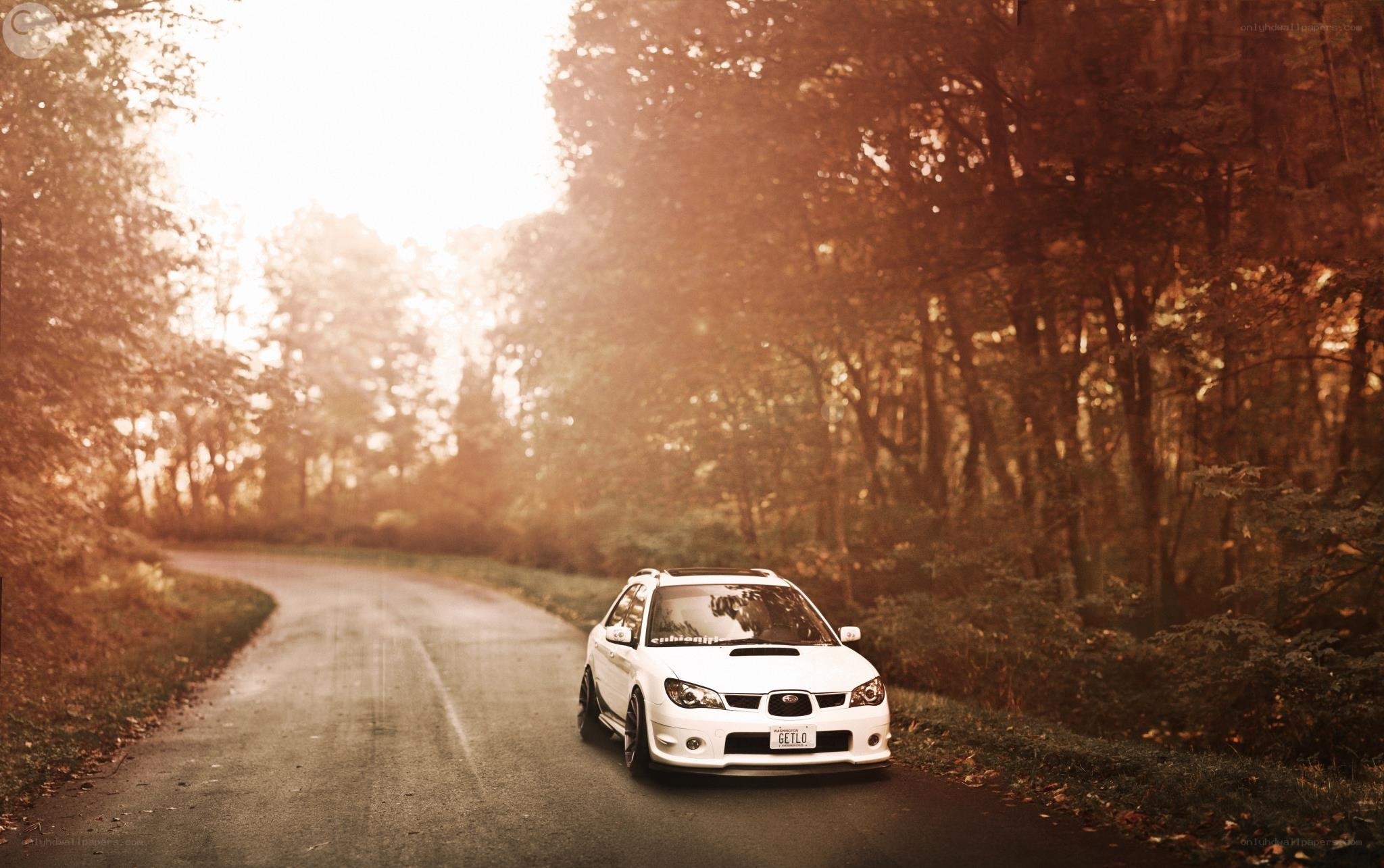 White car on a forest road