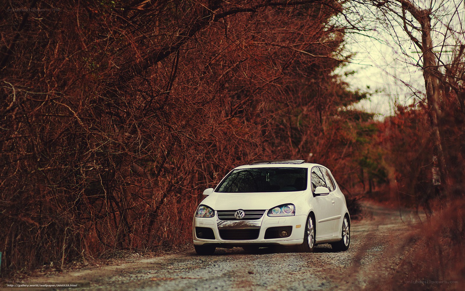 White car on a forest road