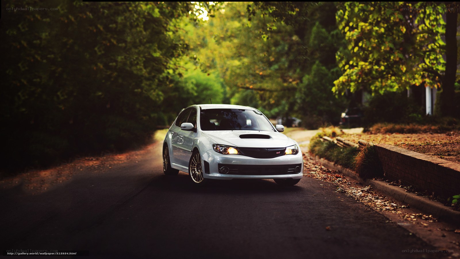 White car on a tree-lined road