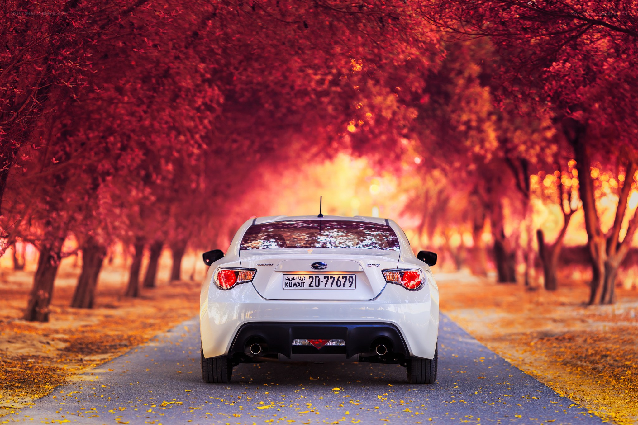 White car on autumn road