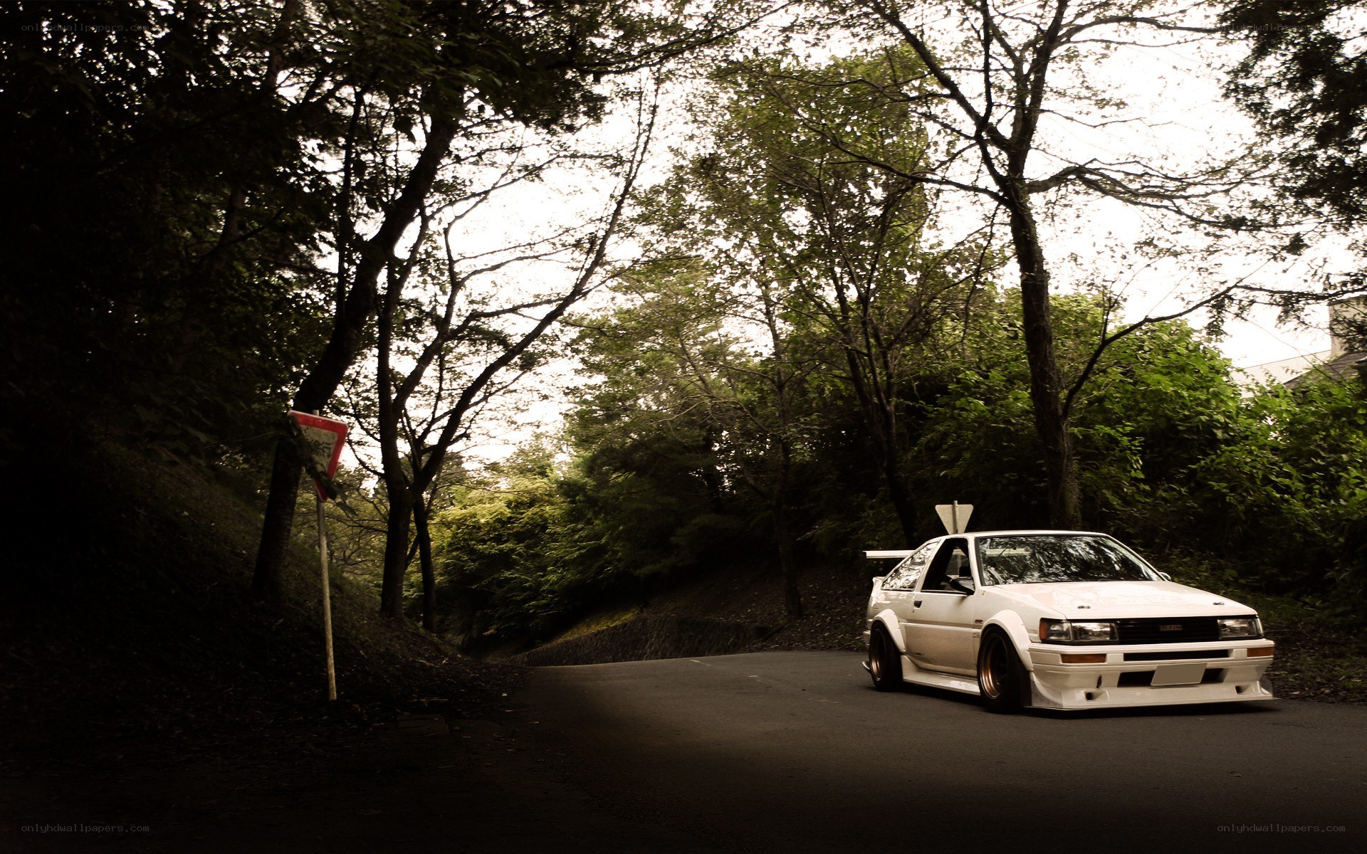 white car on forest road