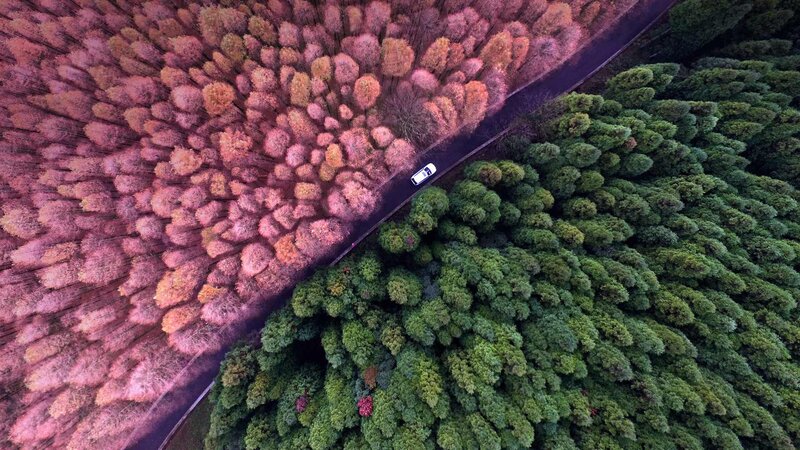 White Car on Road — Green, Serene