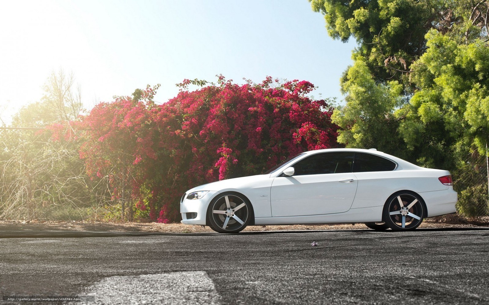 White car with flowers