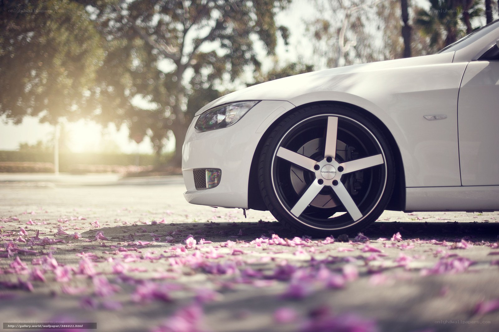 white car with pink petals