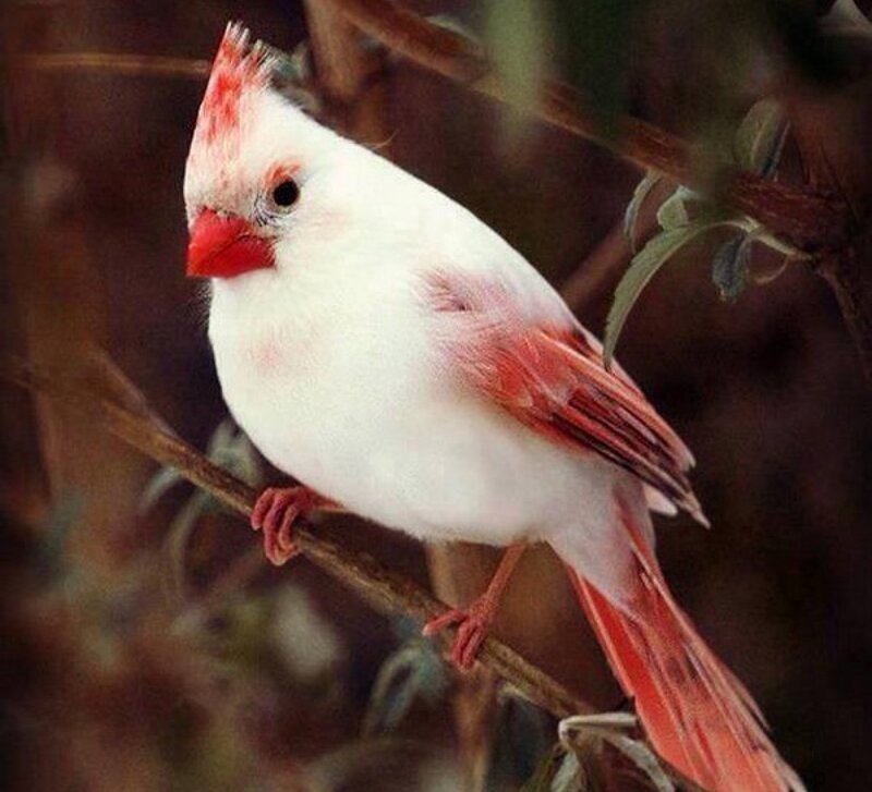 White Cardinal Bird — Calm