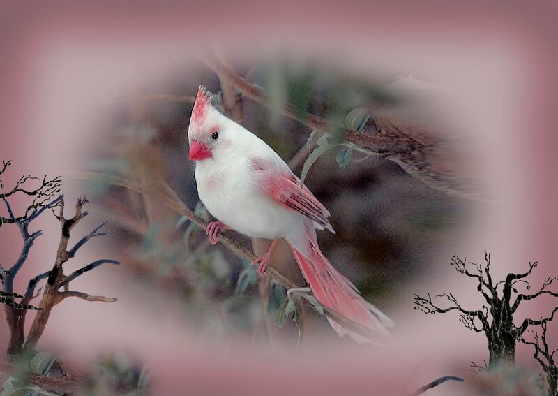 White Cardinal Bird