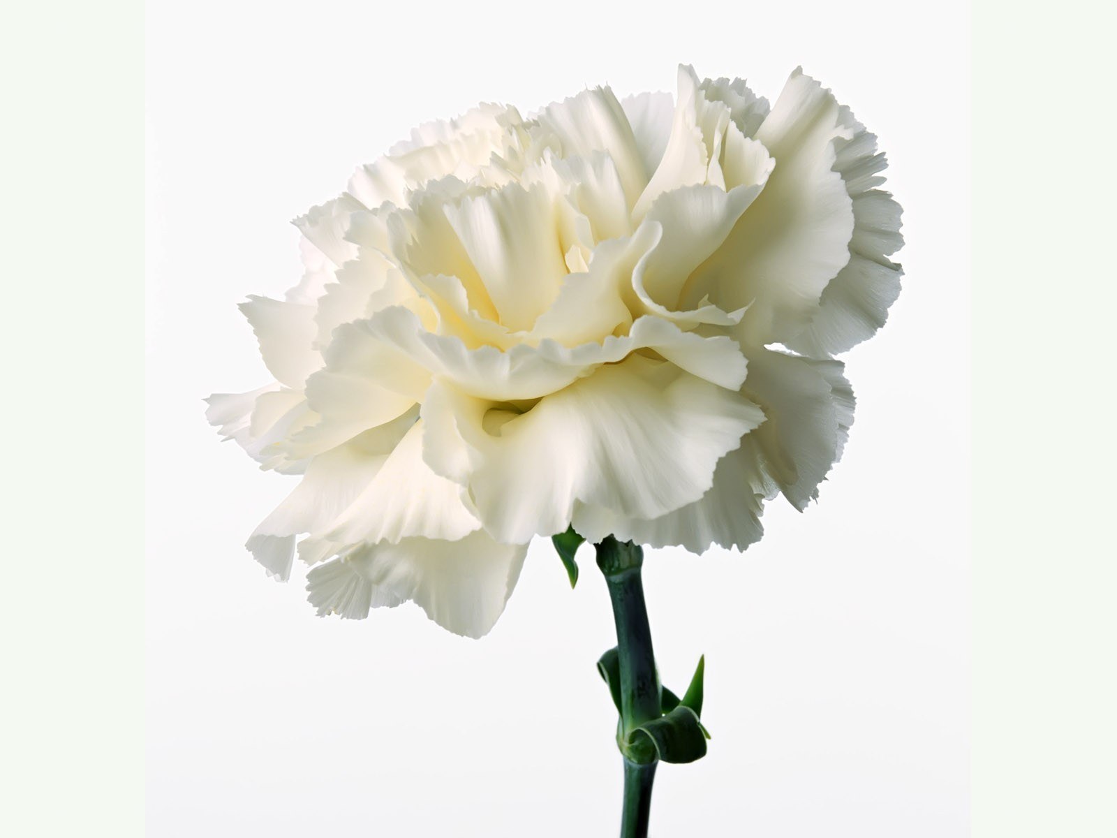 white carnation flower