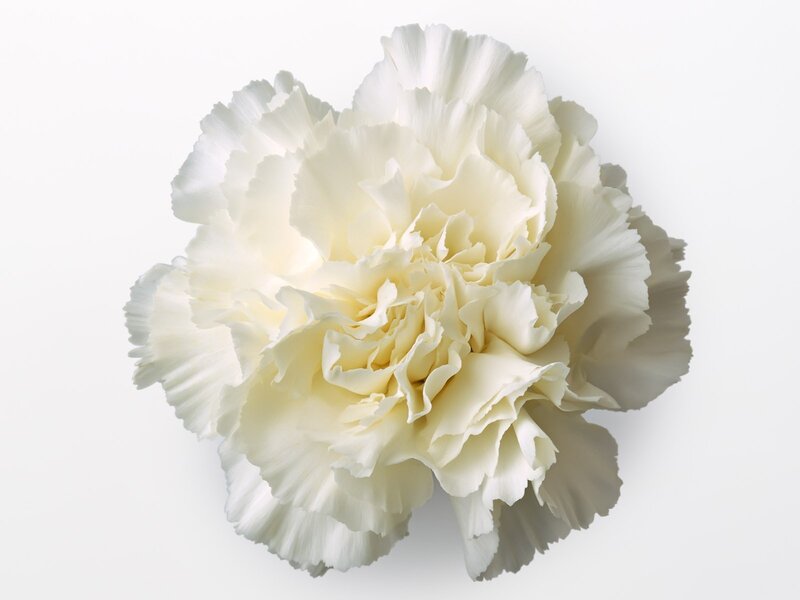 white carnation flower