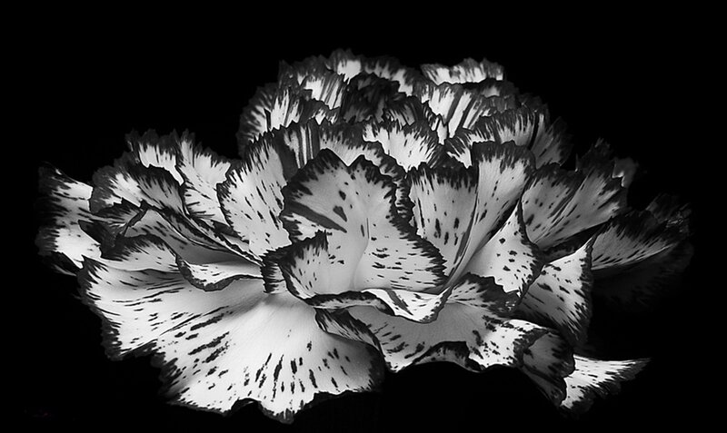 White Carnation Flower — Black