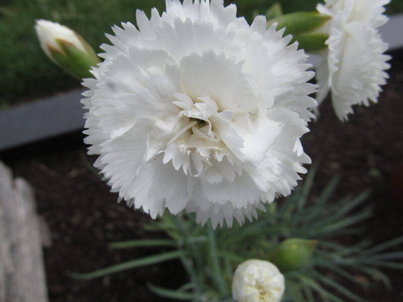 White Carnation Flower — Calm, Photograph