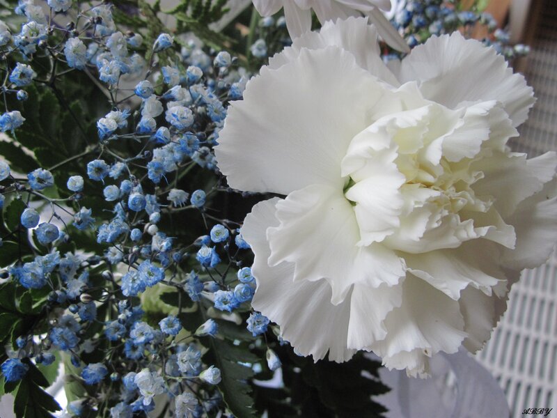 White Carnation Flower — Calm