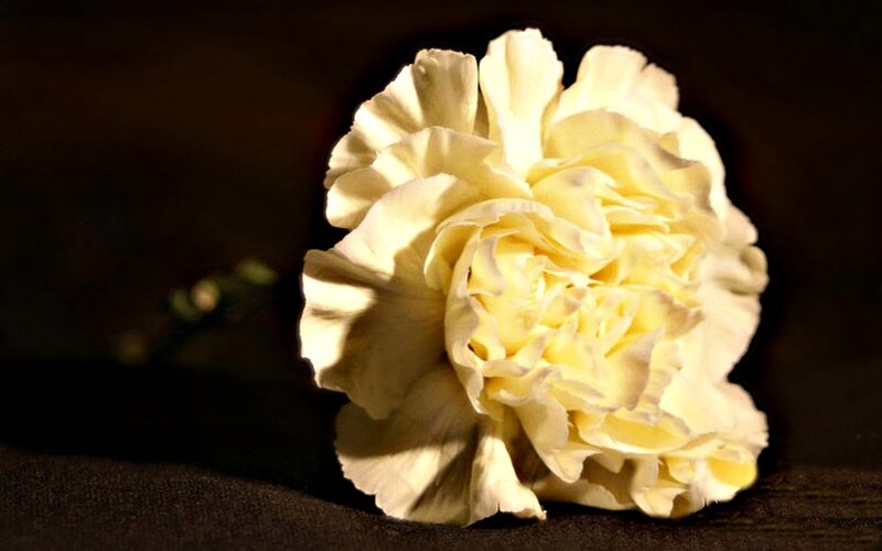 White Carnation Flower — Dramatic
