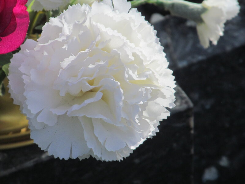 White Carnation Flower — Serene, Afternoon