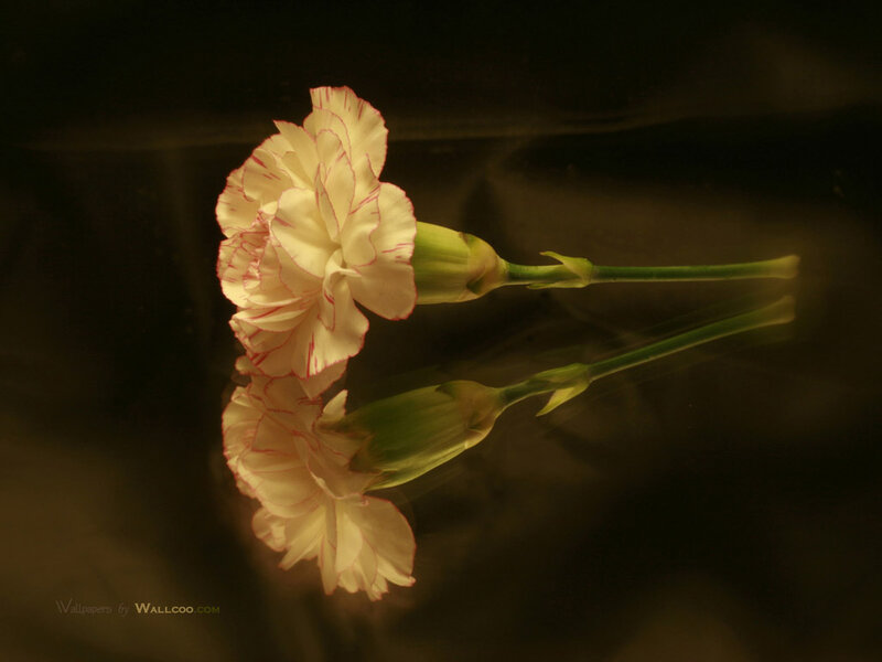 White Carnation Flower — Serene, Photograph