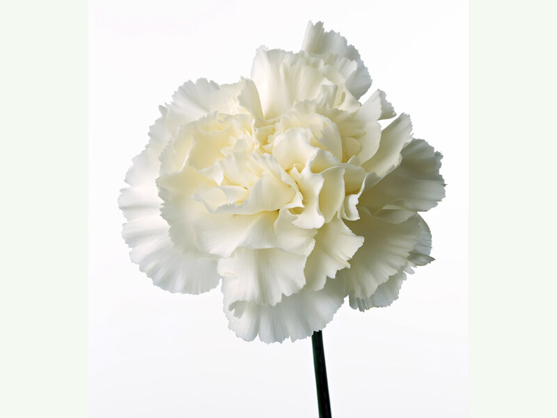 White Carnation Flower — Serene
