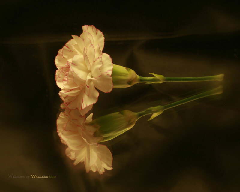 White Carnation Flower — Yellow