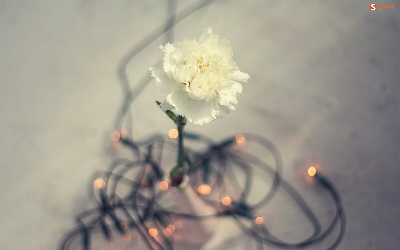 white carnation with lights
