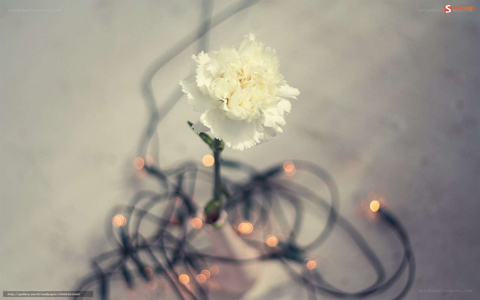 White carnation with lights