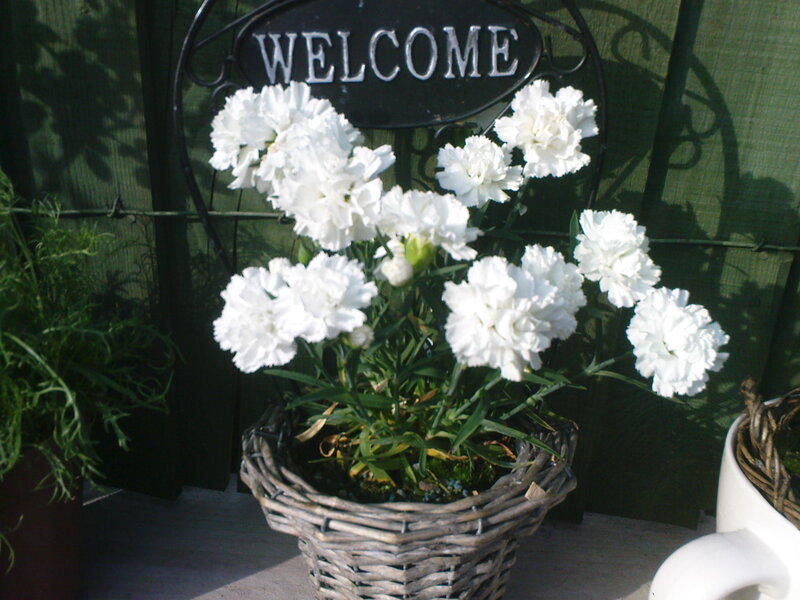White Carnations in Basket