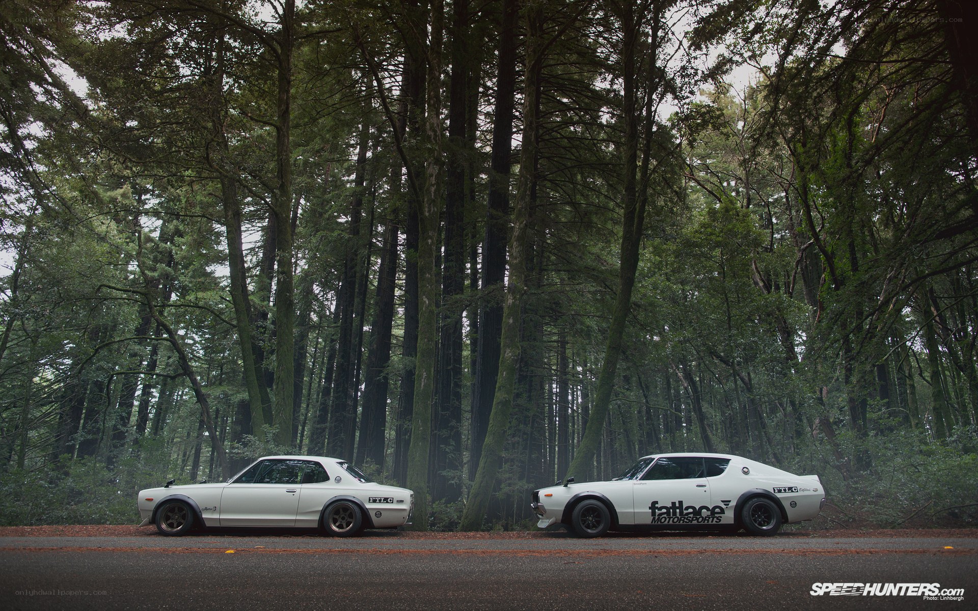 White cars in forest