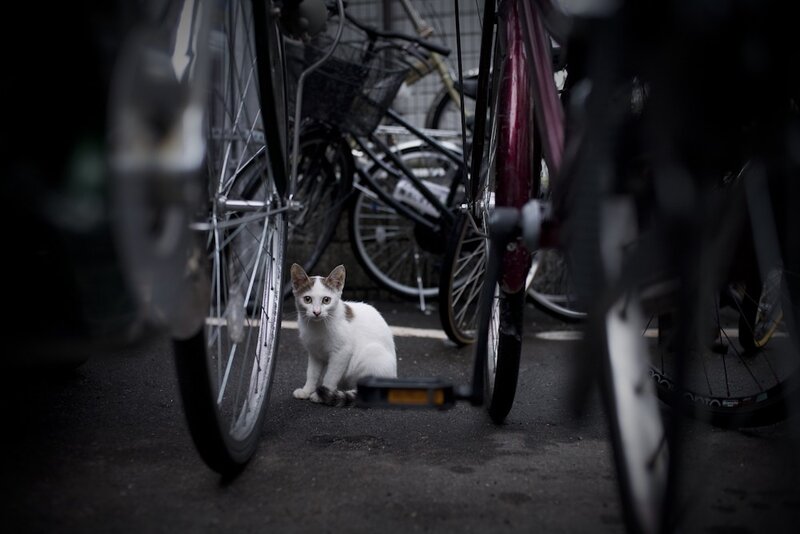 White cat among bicycles