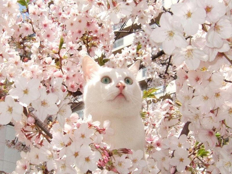 White cat among cherry blossoms