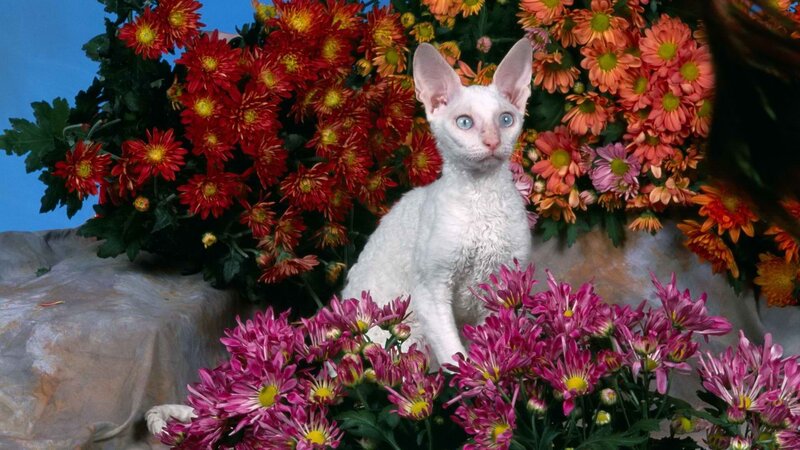 white cat among flowers