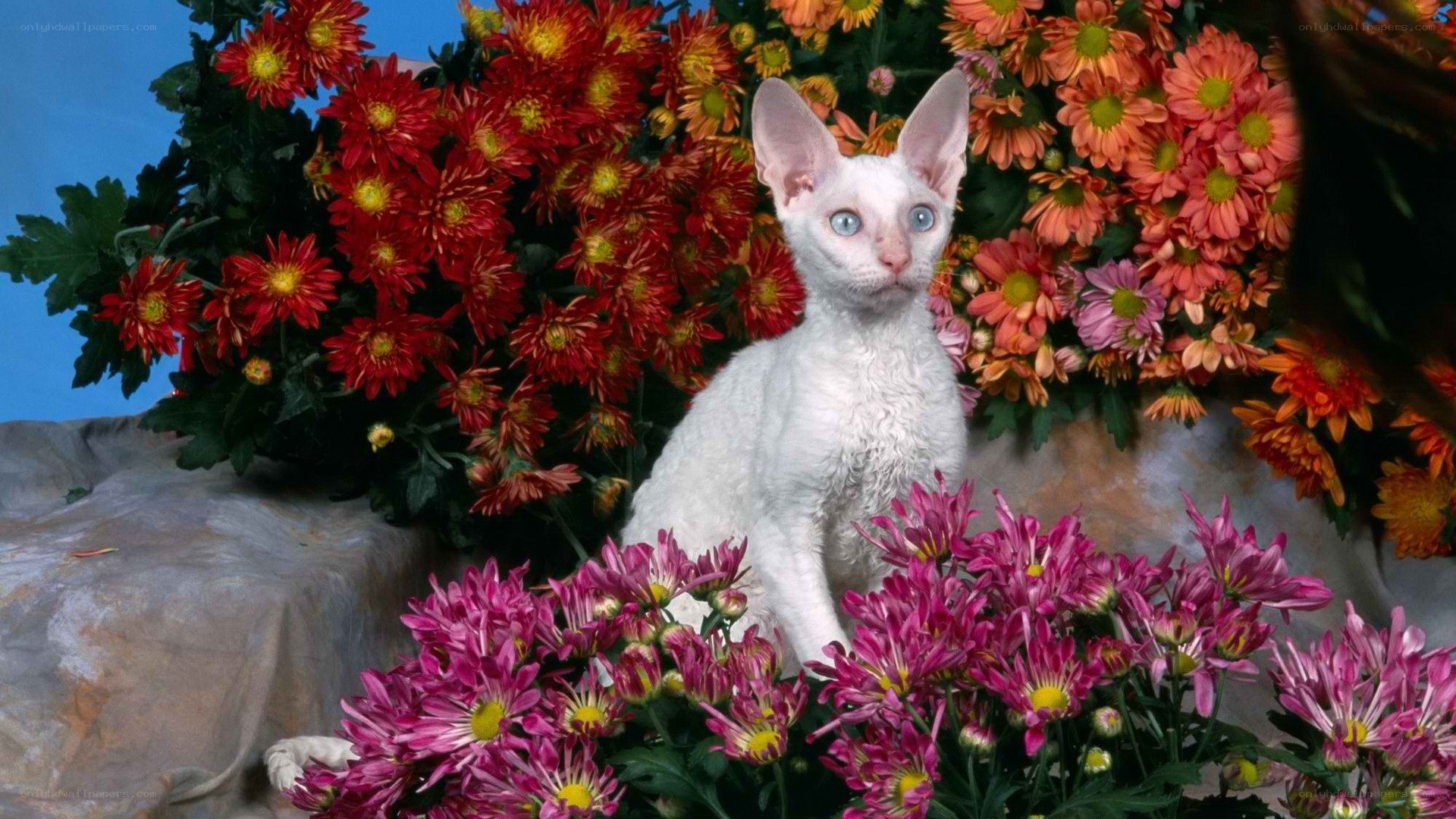 white cat among flowers